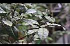 紫葉山茶-葉03.JPG