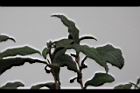 紫葉山茶-葉04.JPG