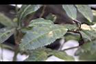 紫葉山茶-葉05.JPG