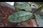 紫葉山茶-葉07.JPG