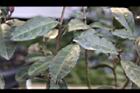 紫葉山茶-葉08.JPG