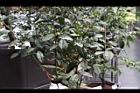 紫葉山茶03.JPG