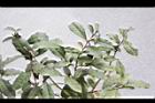 紫葉山茶05.JPG