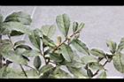 紫葉山茶06.JPG