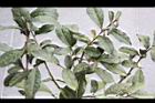 紫葉山茶07.JPG