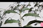 紫葉山茶08.JPG