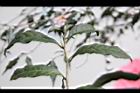 紫葉山茶09.JPG