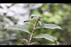 紫葉山茶10.JPG