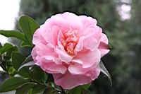 芙蓉香波-花0.jpg