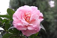 芙蓉香波-花1.jpg