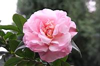 芙蓉香波-花2.jpg