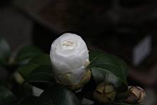 薩摩00.JPG
