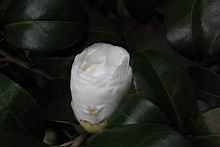 薩摩01.JPG