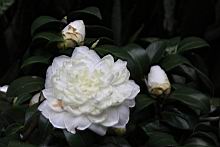薩摩03.JPG