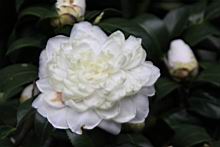 薩摩04.JPG