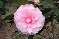 貝拉-花1.jpg