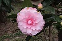 貝拉-花2.jpg
