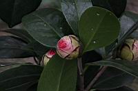 貝拉-花苞0.jpg