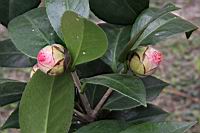 貝拉-花苞1.jpg