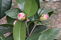 貝拉-花苞2.jpg