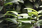 越南黃金茶04.JPG