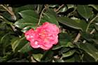 越姿-花01.JPG