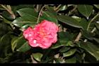 越姿-花02.JPG