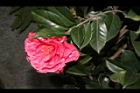 越姿-花03.JPG