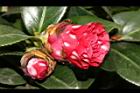 越姿-花05.JPG
