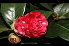 越姿-花06.JPG