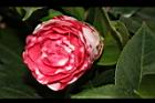 越姿-花07.JPG