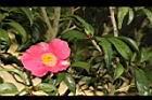 銀葉椿-花01.JPG