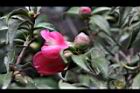銀葉椿-花04.JPG
