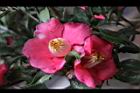 銀葉椿-花10.JPG