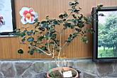 鳴子七變化00.JPG
