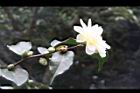 黃蓮華-花00.JPG