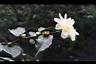 黃蓮華-花01.JPG