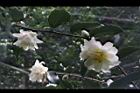 黃蓮華-花02.JPG