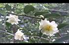 黃蓮華-花03.JPG