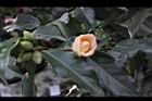 黃蓮華-花04.JPG