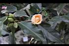 黃蓮華-花05.JPG