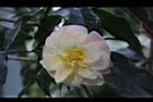 黃蓮華-花08.JPG
