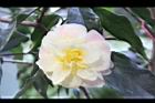 黃蓮華-花09.JPG