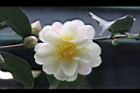 黃蓮華-花11.JPG