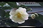 黃蓮華-花12.JPG