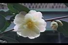 黃蓮華-花13.JPG