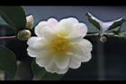 黃蓮華-花15.JPG