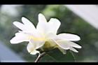 黃蓮華-花16.JPG