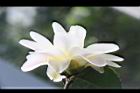 黃蓮華-花17.JPG