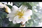 黃蓮華-花19.JPG